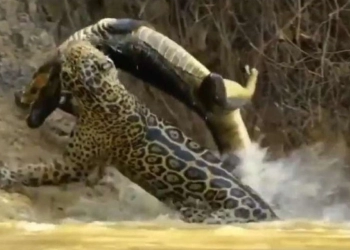 Pertempuran Seekor Jaguar Mengalahkan Buaya