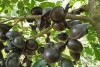 Dibalik Baunya, Jengkol Punya Khasiat Atasi Penyakit Kronis