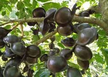 Dibalik Baunya, Jengkol Punya Khasiat Atasi Penyakit Kronis