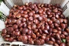 Penikmat Jengkol Masuk…. Ternyata Jengkol Bisa Atasi Penyempitan Pembuluh Darah