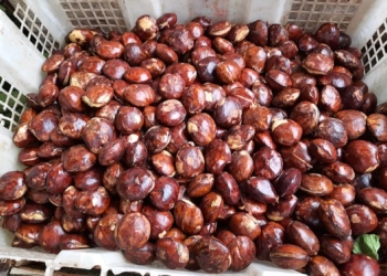 Penikmat Jengkol Masuk…. Ternyata Jengkol Bisa Atasi Penyempitan Pembuluh Darah