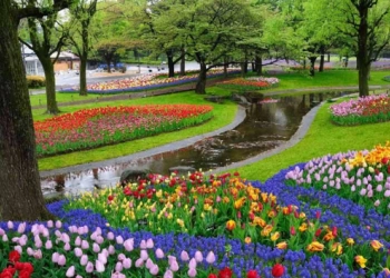 Kampoeng Tulip Wisata Bandung Rasa Belanda 