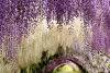 Kawachi Fuji Garden Keindahannya Laksana Negeri Dongeng