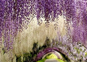 Kawachi Fuji Garden Keindahannya Laksana Negeri Dongeng