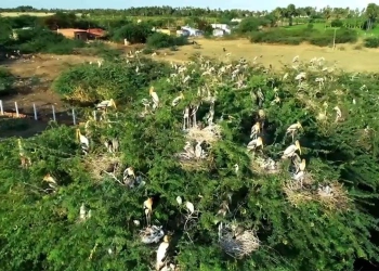 Kawanan Burung Migran Hinggap di Atas Pohon di Cagar Alam Tamil Nadu, Netizen Terpesona
