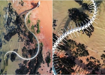 Kebenaran di Balik 'Kerangka Ular' Raksasa yang Ditemukan di Google Maps