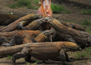 Melihat Hewan Purbakala di Taman Nasional Komodo