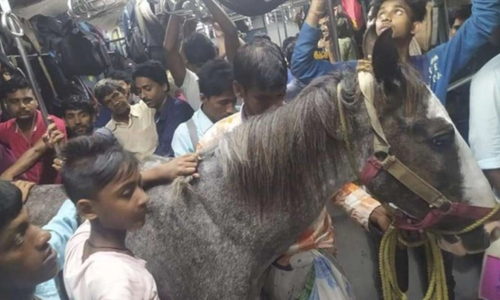 Kuda Naik Kereta Penumpang Mendadak Viral