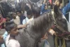 Kuda Naik Kereta Penumpang Mendadak Viral