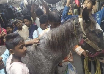 Kuda Naik Kereta Penumpang Mendadak Viral