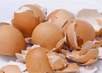 Sering Dibuang, Ini Dia Manfaat Kulit Telur untuk Kesehatan