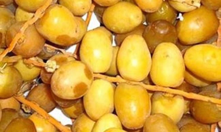 Inilah Manfaat Kurma Muda Segar yang Menakjubkan Untuk Kesehatan Tubuh