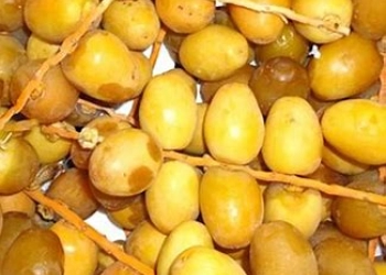 Inilah Manfaat Kurma Muda Segar yang Menakjubkan Untuk Kesehatan Tubuh