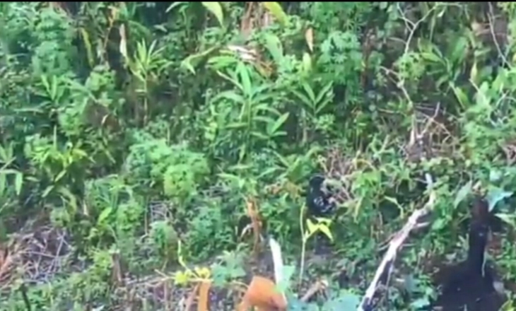 Ladang Ganja Siap Panen di Perbatasan Indonesia - Papua Nugini