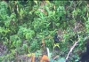 Ladang Ganja Siap Panen di Perbatasan Indonesia - Papua Nugini