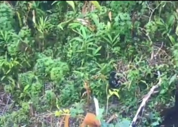 Ladang Ganja Siap Panen di Perbatasan Indonesia - Papua Nugini