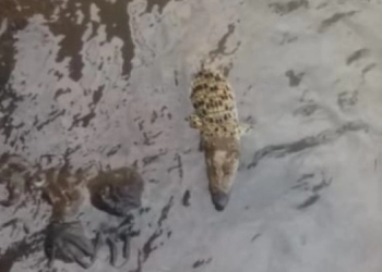 Ada Buaya liar di Sungai Cisadane, Bogor