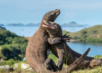 Masuk Pulau Komodo Resmi Tarifnya Sebesar Rp3,7 Juta