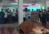Hewan Kurban Presiden dan Wapres Disembelih Hari Ini