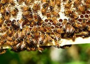 Australia Membunuh Jutaan Lebah Madu