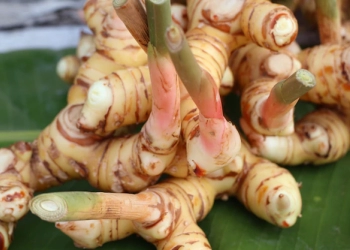 Atasi Rambut Tipis dengan Lengkuas
