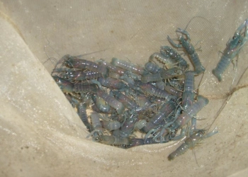 Penjualan 1.300 Benih Lobster Ilegal Digagalkan Tim Kalong Polres Jember