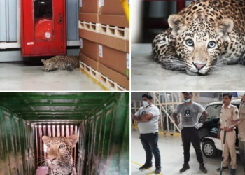 Seekor Macan Tutul Tersesat di  Dalam Pabrik Mercedes Benz