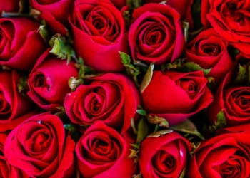 Bunga Mawar untuk Pasangan di Hari Valentine