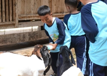 Serunya D’Kandang Amazing Farm untuk anak