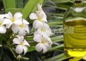 Kenali Manfaat Tersembunyi Minyak Kamboja untuk Kesehatan