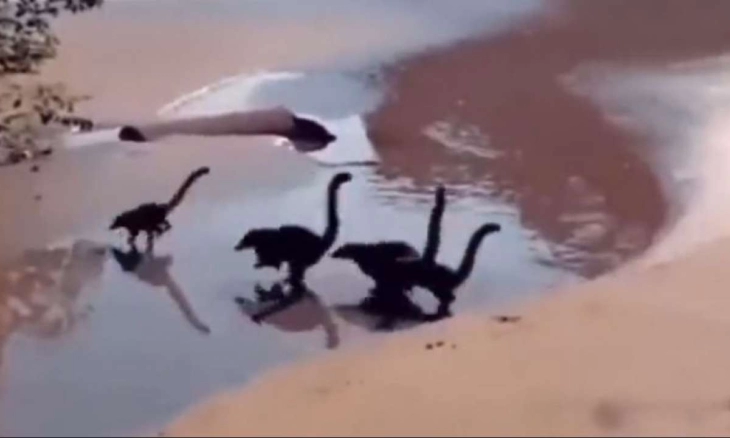 Penampakan 'Bayi Dinosaurus' Berlari di Pantai