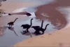 Penampakan 'Bayi Dinosaurus' Berlari di Pantai