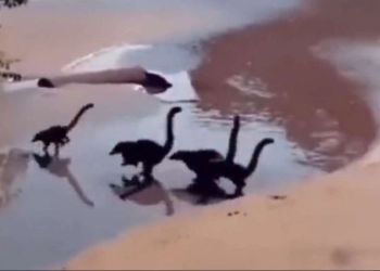 Penampakan 'Bayi Dinosaurus' Berlari di Pantai