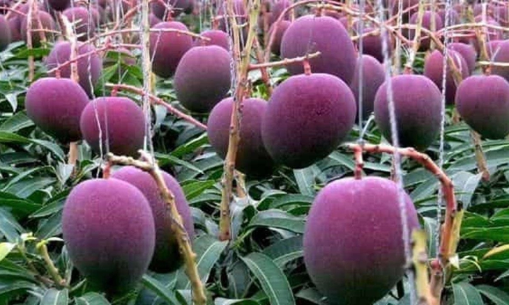 Mengenal Mangga Miyazaki, Mangga Termahal di Dunia