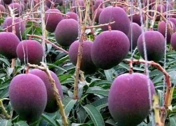 Mengenal Mangga Miyazaki, Mangga Termahal di Dunia