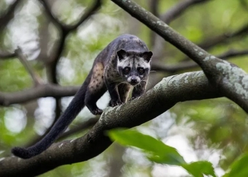 Mengenal Musang Pandan Penghasil Bahan Baku Kopi Mahal