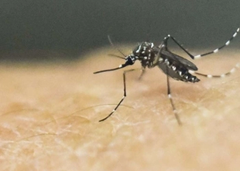 Hari Malaria Sedunia, Kenali Gejala dan Cara Pencegahannya