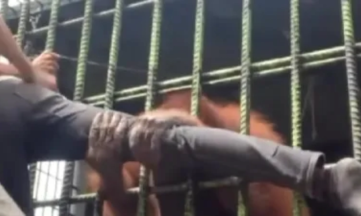 Aksi Orang Utan Menarik Kaki dan Baju Pengunjung yang Nekat Dekat