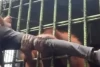 Aksi Orang Utan Menarik Kaki dan Baju Pengunjung yang Nekat Dekat
