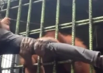 Aksi Orang Utan Menarik Kaki dan Baju Pengunjung yang Nekat Dekat