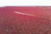 Red Beach Pantai Paling Romantis di Cina