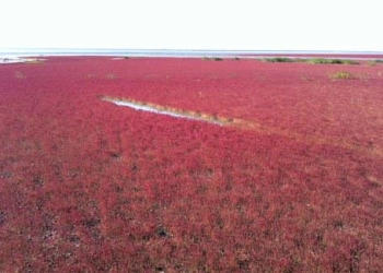 Red Beach Pantai Paling Romantis di Cina