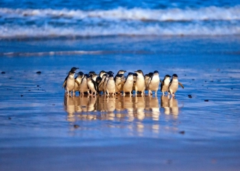 Melihat Penguin di Phillip Island Australia