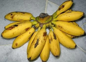 Salah Satu Manfaat Pisang Emas Bagi Kesehatan Tubuh, Mengatasi Sembelit