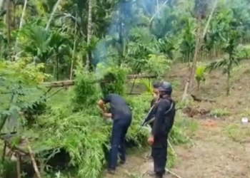 Polda Lampung dan Aceh, Kodim  0103, Bea Cukai Ungkap 6,28 Hektare Kebun Ganja di Aceh Utara