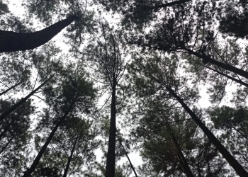 Hutan Pinus Gunung Pancar yang Menyejukkan