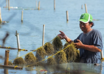 Pengusaha Asal Italia Kunjungi Lokasi Budidaya Rumput Laut di Aquaculture Mauk