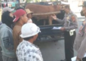 Jelang Kurban, Satlantas Polres Sampang Gelar Penyekatan Kendaraan Angkutan Ternak