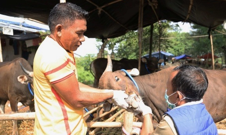 825 Ekor Sapi Terpapar PMK di Kota Tangerang, Tiga Mati