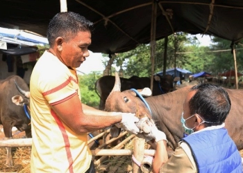 825 Ekor Sapi Terpapar PMK di Kota Tangerang, Tiga Mati